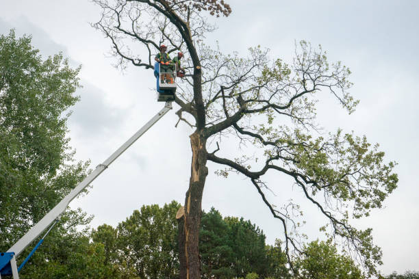 Best Tree Cabling and Bracing  in Sardinia, OH