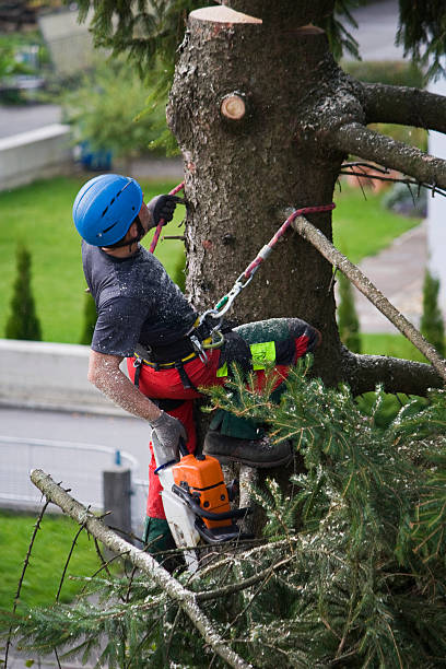 Sardinia, OH Tree Care Services Company