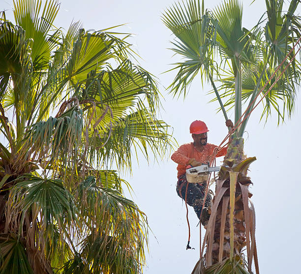 How Our Tree Care Process Works  in  Sardinia, OH